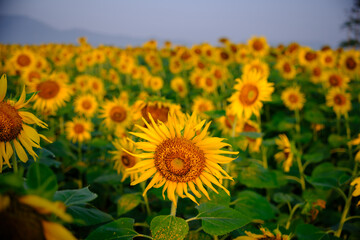 Fototapeta premium sunflower field with sky