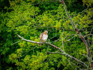 Red-Tailed Hawk sitting on a branch