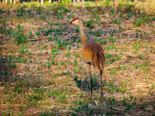 Sandhill Crane 2