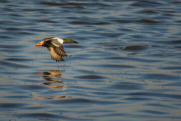 Shoveler Takeoff