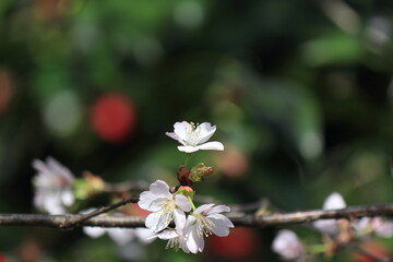 咲き始めた桜