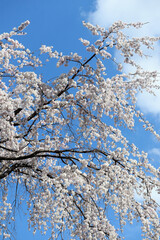 しだれ桜　空　雲
