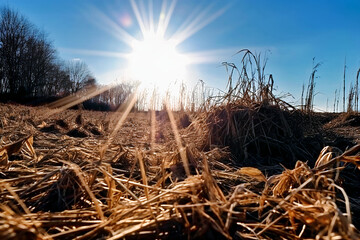 Fototapeta na wymiar The farm with the clear sky and dazzling sun.