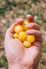 Yellow cherry tomatoes in a man's hand