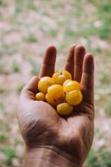 Yellow cherry tomatoes in a man's hand