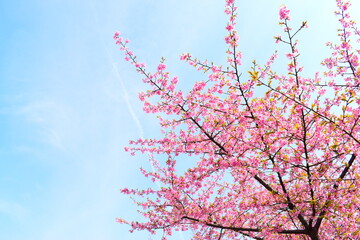 ピンクの梅の花