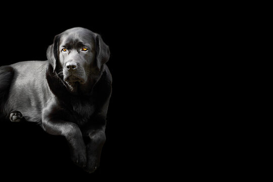 Black-colored Labrador retriever dog on a black background. Portrait of a thoroughbred young dog.