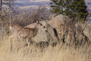Naklejka premium Mule deer yearling