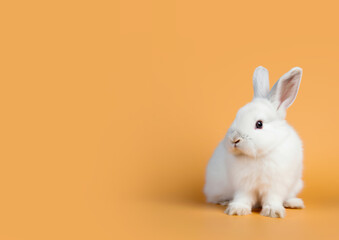 Obraz premium Cute baby rabbit sitting on a solid background. Generative AI