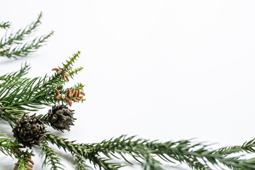 スギ花粉　雌花と雄花　白背景　春の花粉症