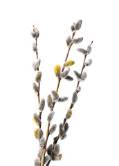 Beautiful blooming willow branches isolated on white