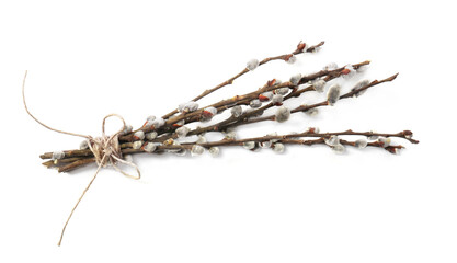 Beautiful blooming willow branches isolated on white