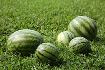 Delicious ripe watermelons on green grass outdoors