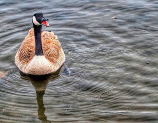 Goose on water