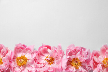 Fototapeta na wymiar Beautiful pink peonies on white background, flat lay. Space for text