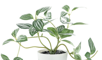 Fototapeta na wymiar Artificial houseplant on white background, closeup
