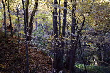 The beautiful autumn color forest to walk around in Sapporo Japan