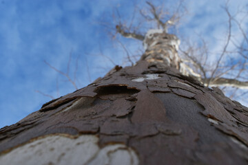 The beautiful skin of the old tall chestnut tree in Sapporo Japan