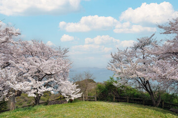 しまなみ海道・瀬戸内海の青空に映える満開の桜