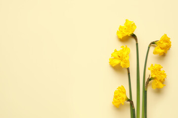 Beautiful narcissus flowers on light background