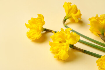 Beautiful narcissus flowers on light background
