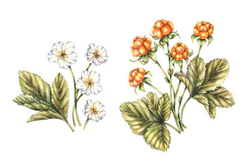 Watercolor bush of berries and cloudberry flowers on a white background