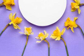 Beautiful narcissus and round blank card on color background