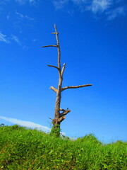 Obraz premium Árbol sin hojas