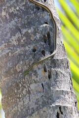 Beautiful rat snake coming down a palm tree