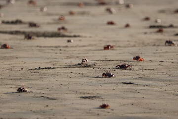 Crabs at a sandy beach