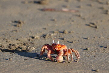 Crabs at a sandy beach