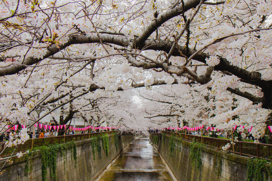 sakura blossom over the river