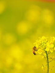 イエローバックにセイヨウアブラナの花に止まるポリネータのミツバチという虫