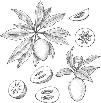 Hand drawn sapodilla
