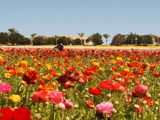 Flower field