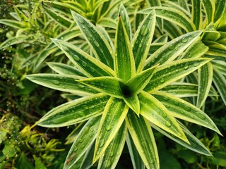 Dracaena reflexa is an ornamental plant, a type of suji plant originating from the Indian Ocean ( Mozambique , Madagascar , and Mauritius )