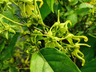 Ylang-ylang blooms with fragrant yellow petals, symbolizing serenity, often used in perfumes and aromatherapy.