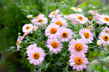 庭のピンクのマーガレットのクローズアップ、春のガーデニング