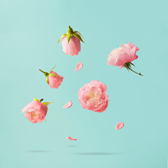 Pink roses levitating against blue background; Minimal spring or flower concept