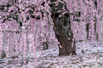 しだれ梅と花びら / Weeping plum and petals