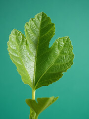 イチジクの新芽