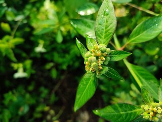 Euphorbia dentata is a flowering plant with serrated leaves and small green flowers.
