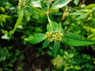 Euphorbia dentata is a flowering plant with serrated leaves and small green flowers.
