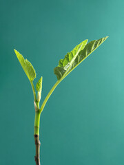 イチジクの新芽