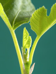 イチジクの新芽