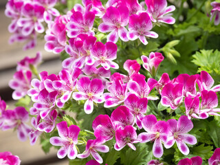 ペラルゴニウム