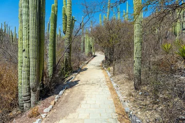  Walking path with columnar cactus in the Helia Bravo Hollis botanical garden, Tehuacan Cuicatlan Biosphere Reserve, Puebla, Mexico. © SL-Photography