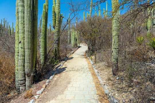 Walking path with columnar cactus in the Helia Bravo Hollis botanical garden, Tehuacan Cuicatlan Biosphere Reserve, Puebla, Mexico.