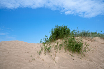 Grass bushes on a sand dune near the beach on the Baltic Sea coast in the village of Yantarny, Kaliningrad region, Russia
