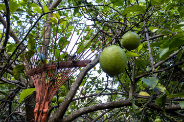 Detail of the still unripe fruits of the Sicilian lemon (Citrus limon) in the orchard of a farm in rural Brazil